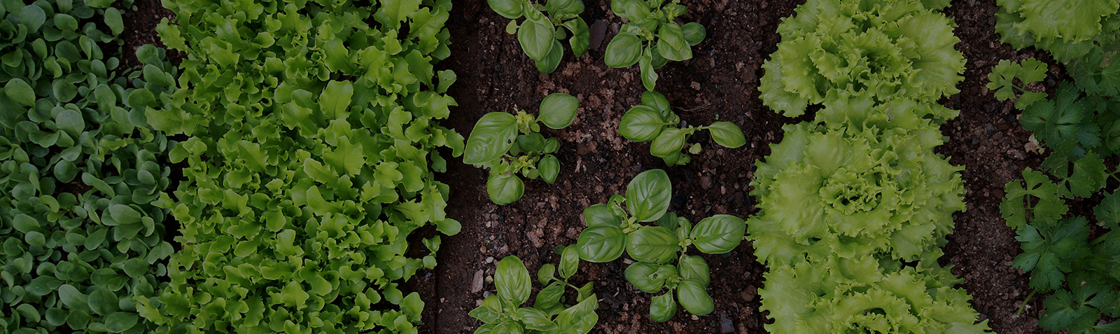 About sulian植物肉_素肉_人造肉插图